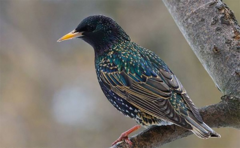 پرواز سارها در آسمان نیشابور